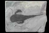 Fossil Eurypterus (Sea Scorpion) Fossil - New York #86884-1